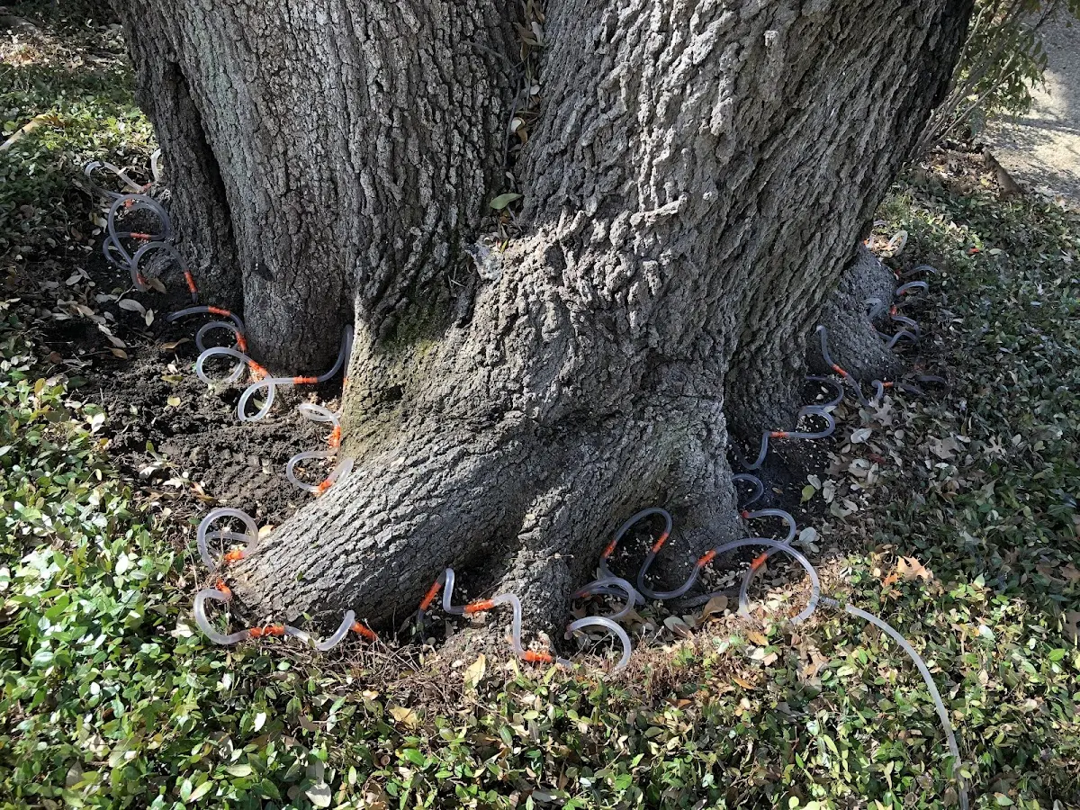 Detailed Tree Cabling and Bracing job site in Fort Montgomery