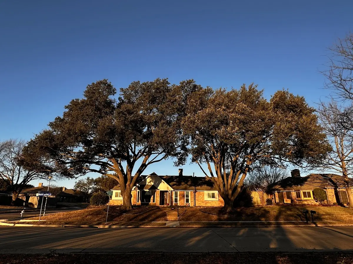 Established residential canopy tree shading a home in Fort Montgomery